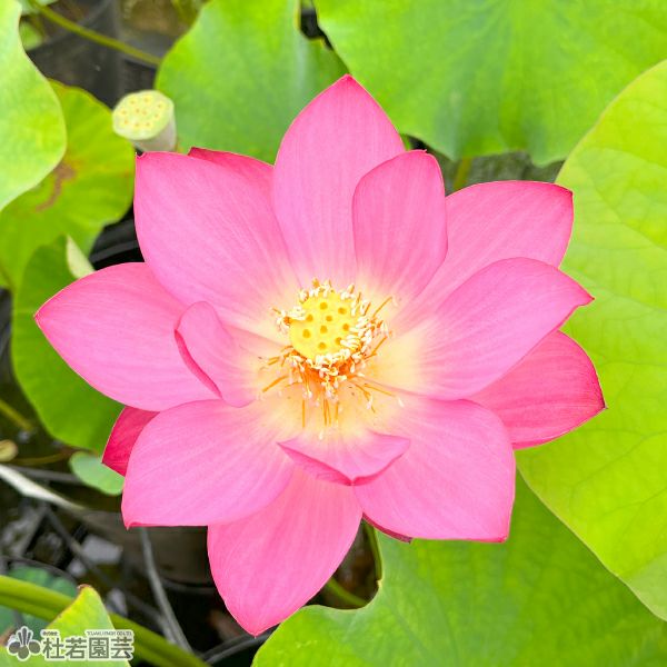 蓮、ハス】青菱紅蓮（せいりょうこうれん）【中・大型種】 | 杜若園芸