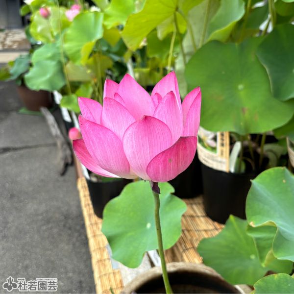 【蘭蓮様】 蓮、ハス】白万万(しろまんまん)【大型種】 | 杜若園芸WEBショップ