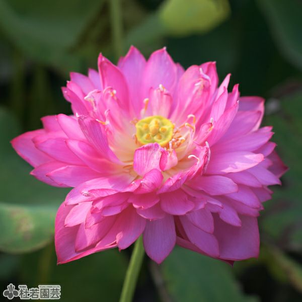 蓮、ハス】飛虹【中・大型種】 | 杜若園芸WEBショップ｜水草の生産販売