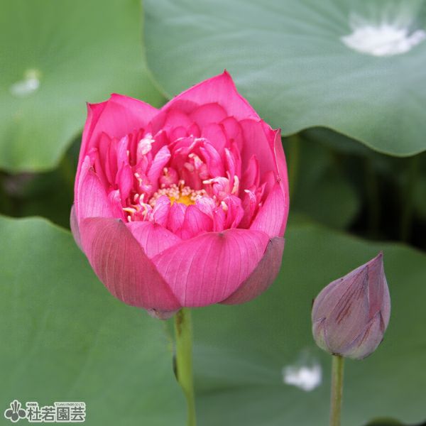 蓮、ハス】飛虹【中・大型種】 | 杜若園芸WEBショップ｜水草の生産販売
