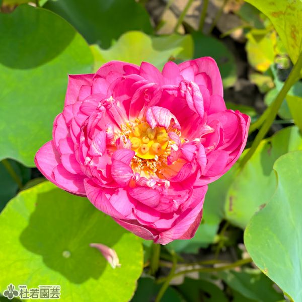 蓮、ハス】飛虹【中・大型種】 | 杜若園芸WEBショップ｜水草の生産販売