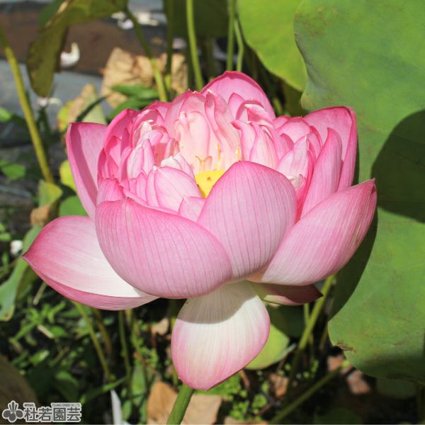 蓮、ハス】天驕（てんきょう）【中・大型種】 | 杜若園芸WEBショップ