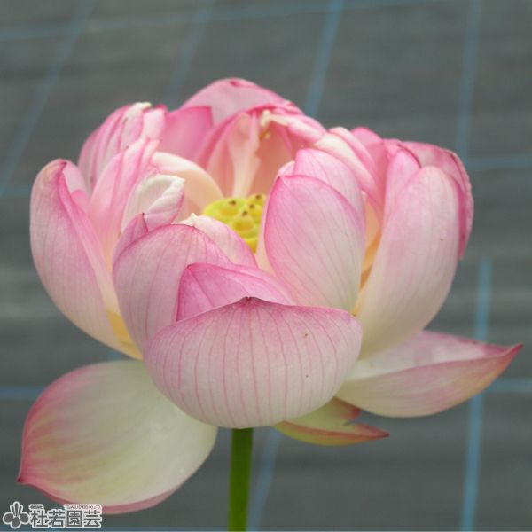 蓮、ハス】天驕（てんきょう）【中・大型種】 | 杜若園芸WEBショップ