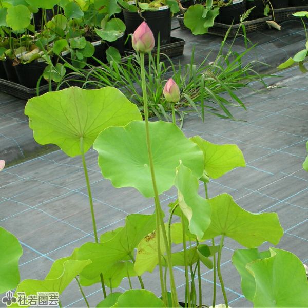 蓮、ハス】天驕（てんきょう）【中・大型種】 | 杜若園芸WEBショップ