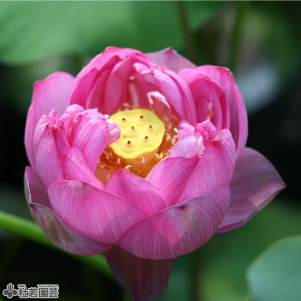 蓮、ハス】紫重陽（しじゅうよう）【中・大型種】 | 杜若園芸WEB