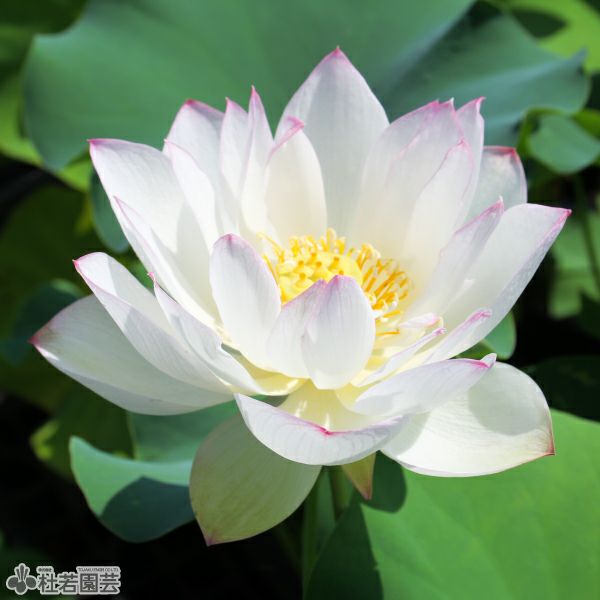 蓮、ハス】火花(ひばな)【小型種】 | 杜若園芸WEBショップ｜水草の生産