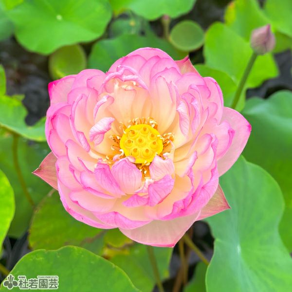 蓮、ハス】緋雲千葉（はいうんせんよう）【大型種】 | 杜若園芸WEB