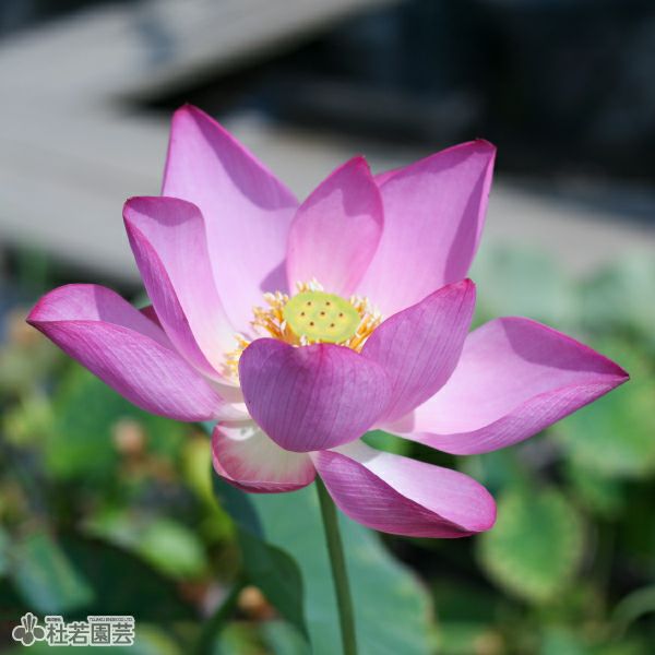 蓮、ハス】愛蓮紅（あいれんこう）【小型種】 | 杜若園芸WEBショップ