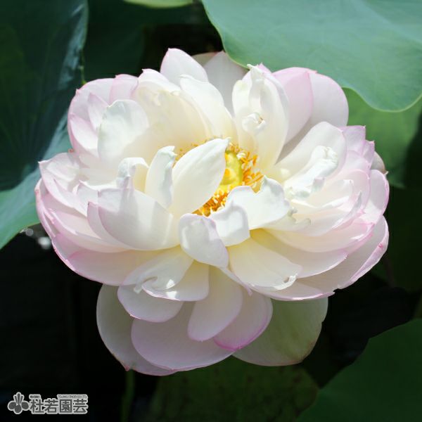 蓮、ハス】桃花扇（とうかせん）【大型種】 | 杜若園芸WEBショップ