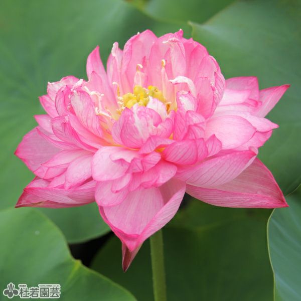 蓮、ハス】驚艷（きょうえん）【小型種】 | 杜若園芸WEBショップ｜水草