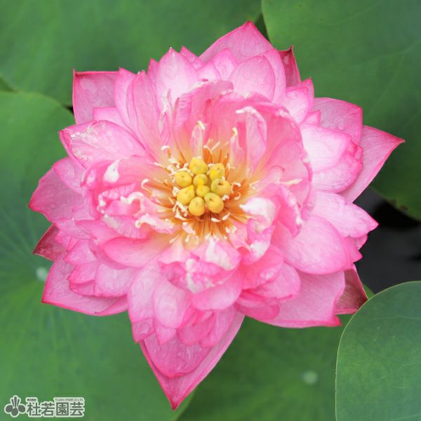 蓮、ハス】驚艷（きょうえん）【小型種】 | 杜若園芸WEBショップ｜水草