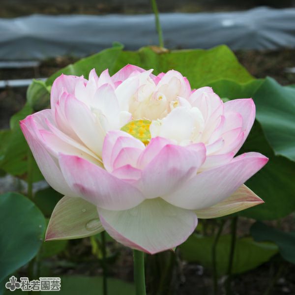 蓮、ハス】夢幻（むげん）【小型種】 | 杜若園芸WEBショップ｜水草の
