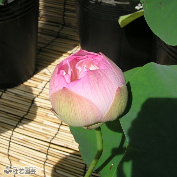 蓮、ハス】夢幻（むげん）【小型種】 | 杜若園芸WEBショップ｜水草の