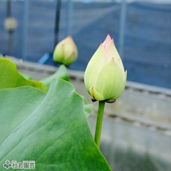 蓮、ハス】夢幻（むげん）【小型種】 | 杜若園芸WEBショップ｜水草の