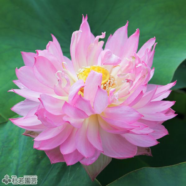 蓮、ハス】披針粉（ひしんふん）【中型種】 | 杜若園芸WEBショップ