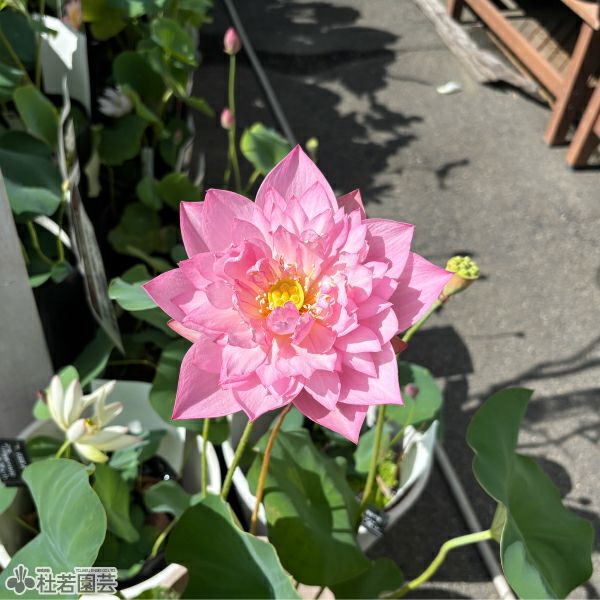 蓮、ハス】披針粉（ひしんふん）【中型種】 | 杜若園芸WEBショップ