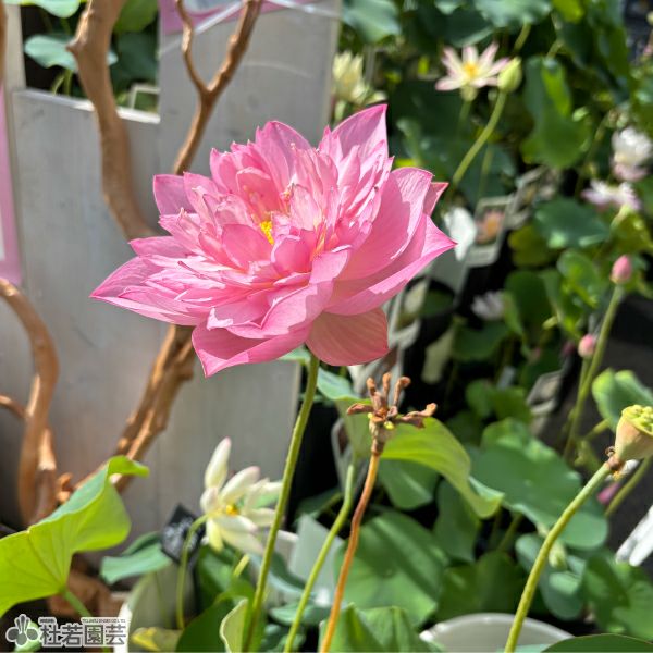 蓮、ハス】披針粉（ひしんふん）【中型種】 | 杜若園芸WEBショップ