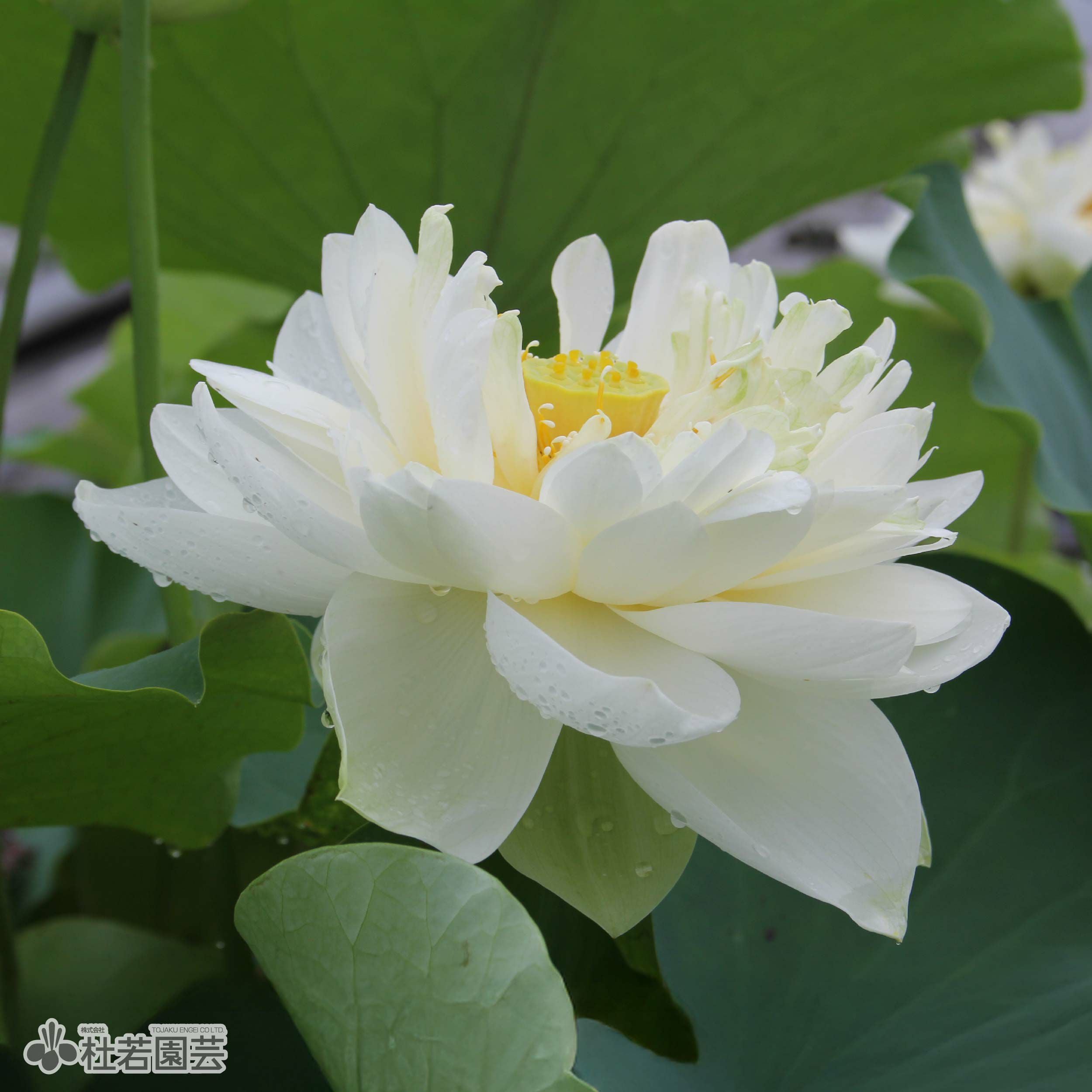 蓮ページ　即購入 蓮、ハス】大碧蓮(だいへきれん)【中・大型種】 | 杜若園芸WEBショップ