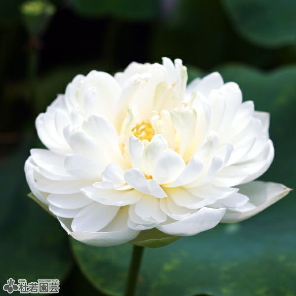 天の真白 はづき蓮子 蓮、ハス】白馬王子（はくばのおうじ）【中・大型種】 | 杜若園芸WEB