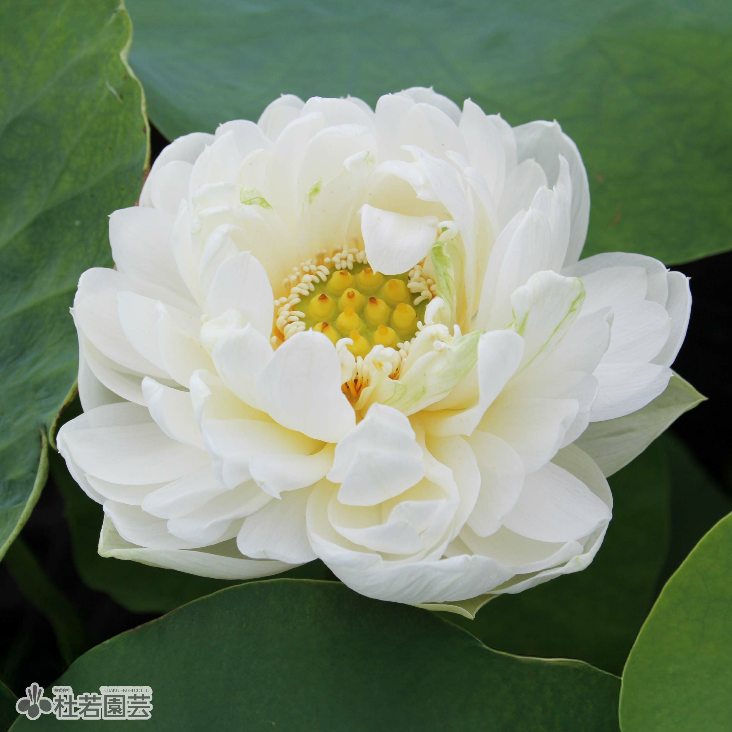 蓮、ハス】白牡丹（しろぼたん）【中・大型種】 | 杜若園芸WEBショップ
