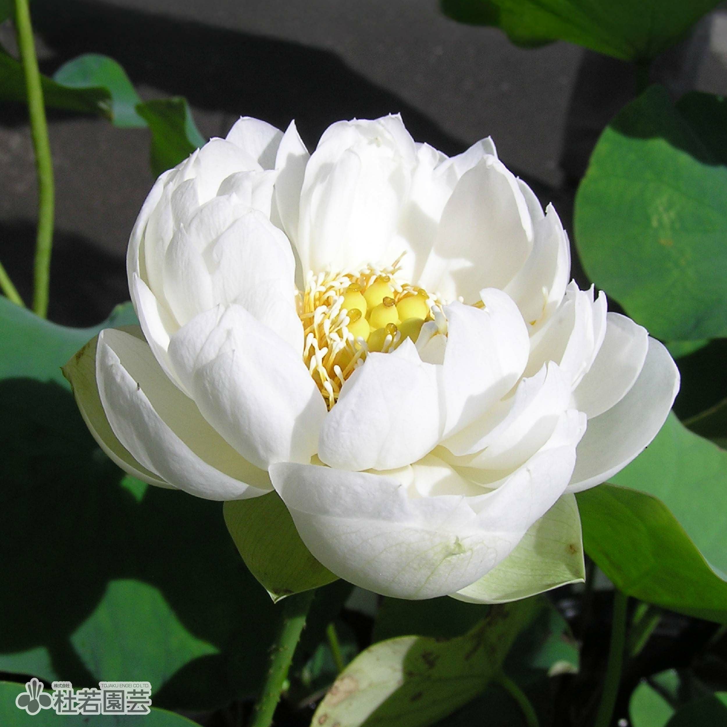 ☆MIRI☆様　　ソフトバスケット　白たまごのうさぎさんwhite flower 蓮、ハス】白兔(しろうさぎ)【中・大型種】 | 杜若園芸WEBショップ