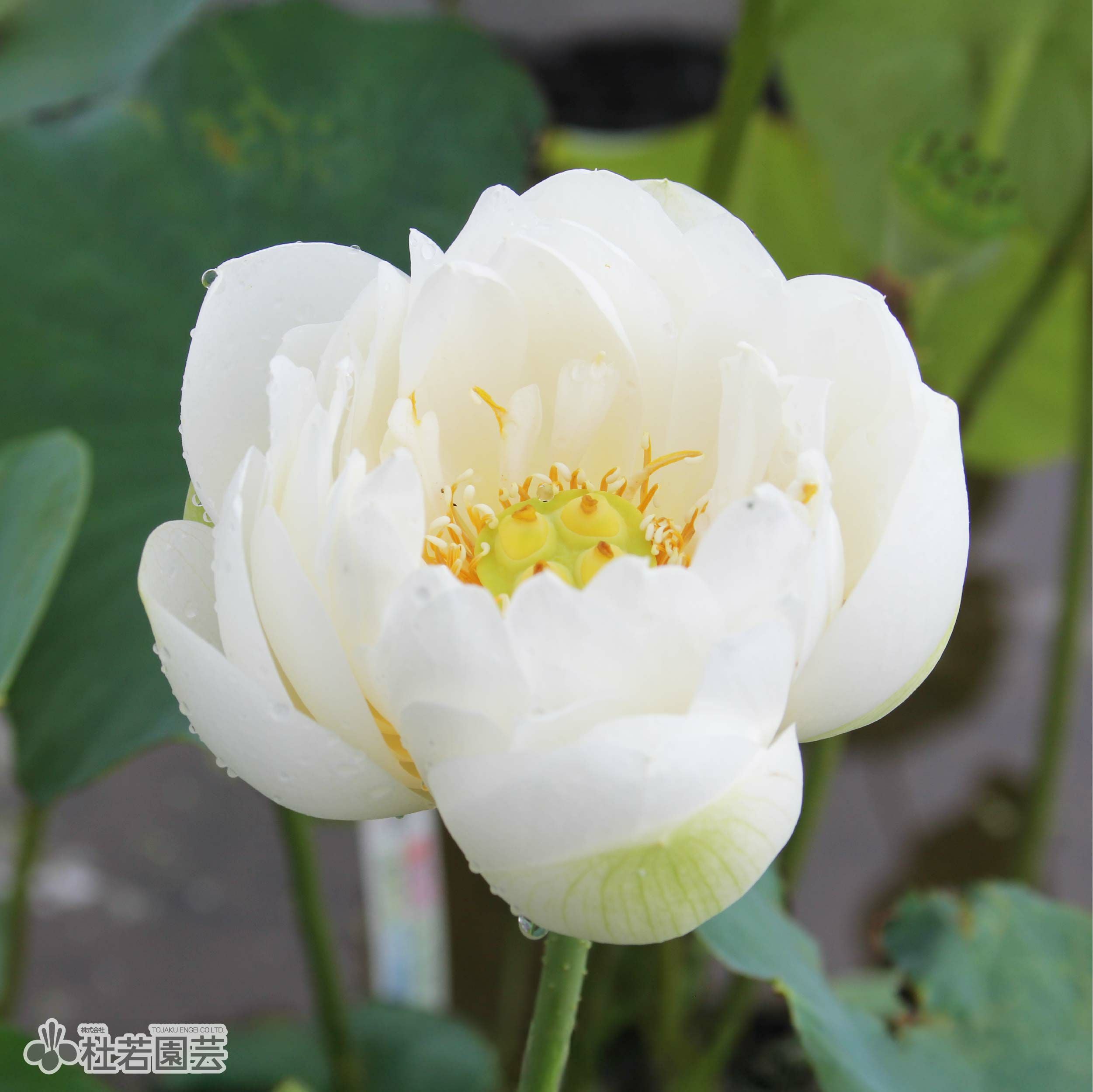 蓮、ハス】白兔(しろうさぎ)【中・大型種】 | 杜若園芸WEBショップ