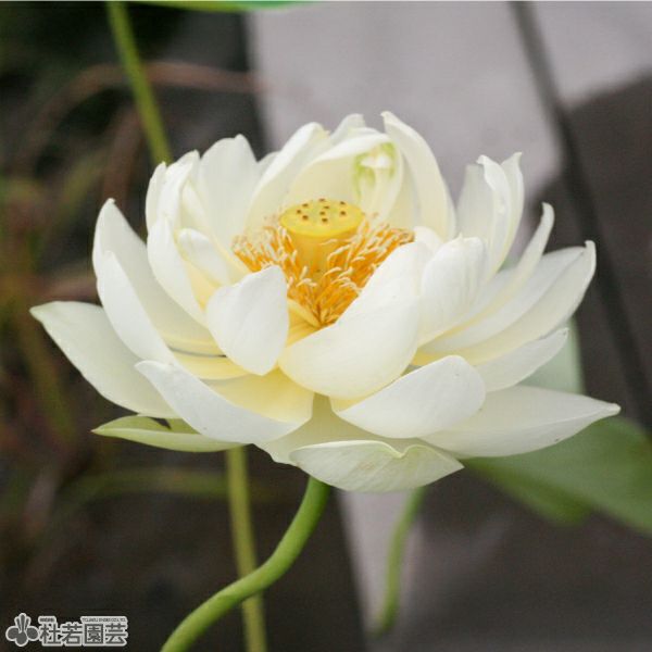 蓮、ハス】黄帥（こうすい）【中・大型種】 | 杜若園芸WEBショップ
