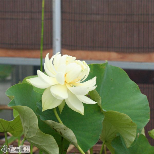 蓮、ハス】黄帥（こうすい）【中・大型種】 | 杜若園芸WEBショップ