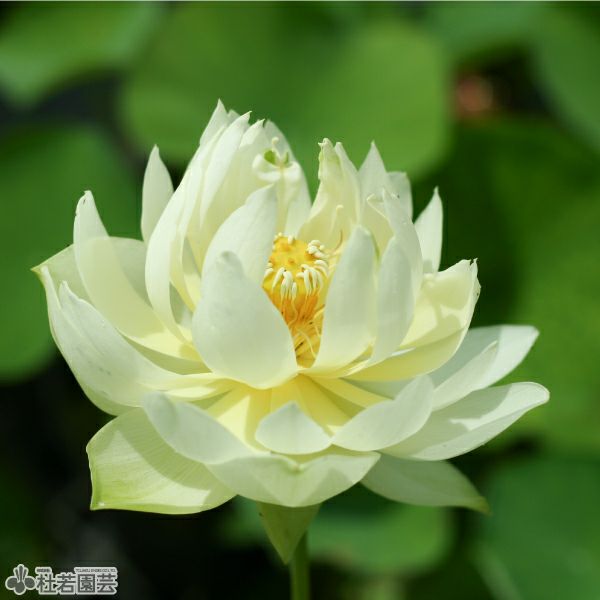 蓮、ハス】金色年華（こんじきねんか）【中・大型種】 | 杜若園芸WEB