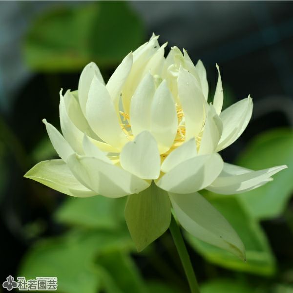 蓮、ハス】金色年華（こんじきねんか）【中・大型種】 | 杜若園芸WEB