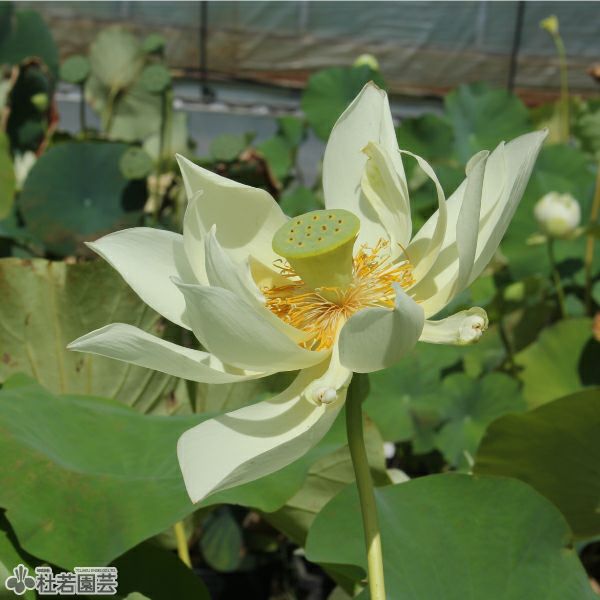 蓮、ハス】金色年華（こんじきねんか）【中・大型種】 | 杜若園芸WEB