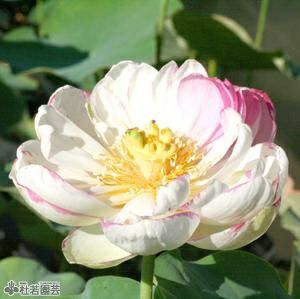 蓮、ハス】大灑錦（たいさいきん）【大型種】 | 杜若園芸WEBショップ