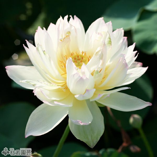 m*z様 熱帯睡蓮　Pradhyota バルブ苗　写真は後ほど追加 熱帯睡蓮 Monthonsila バルブ2 5月31日までセール - メルカリ