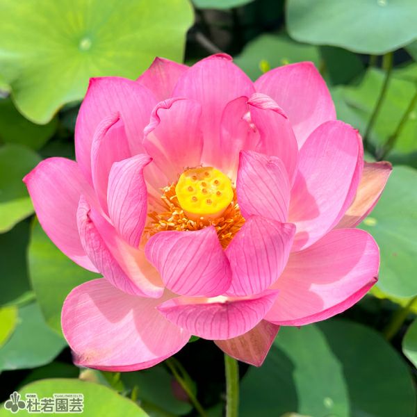 蓮、ハス】 蝶戀花（ちょうれんか）【中・大型種】 | 杜若園芸WEB