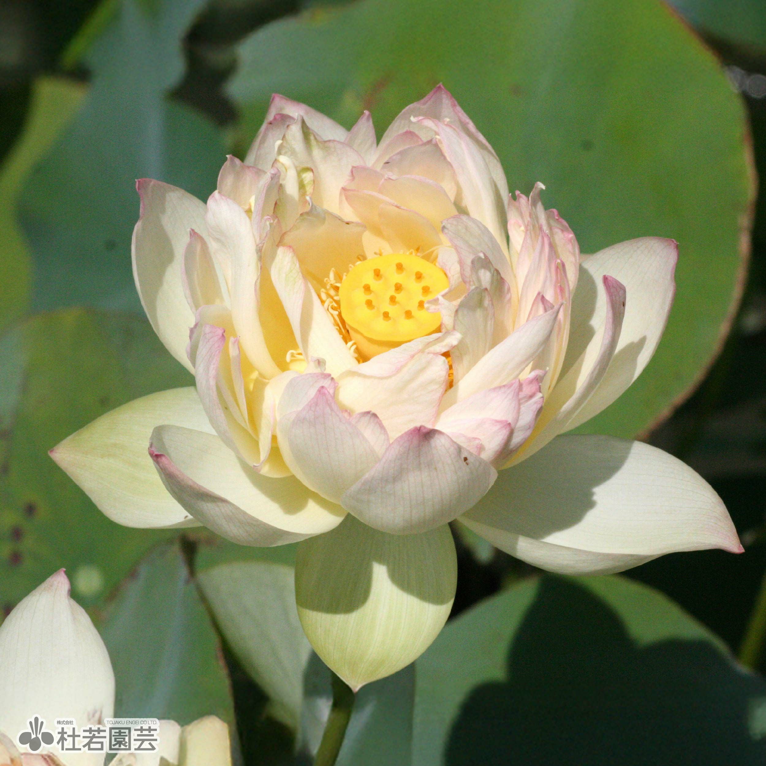 蓮、ハス】白兔(しろうさぎ)【中・大型種】 | 杜若園芸WEBショップ