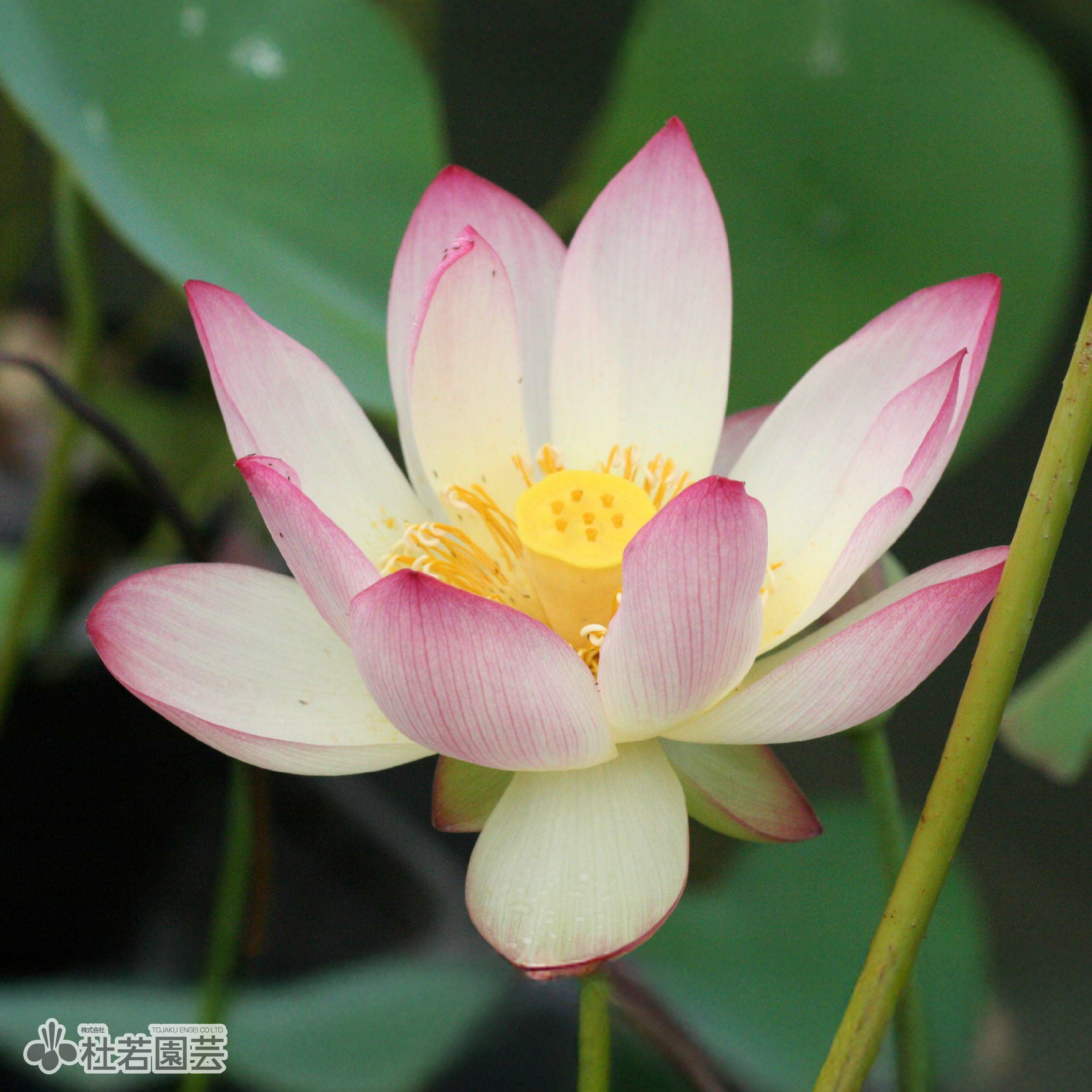 蓮、ハス】 蝶戀花（ちょうれんか）【中・大型種】 | 杜若園芸WEB