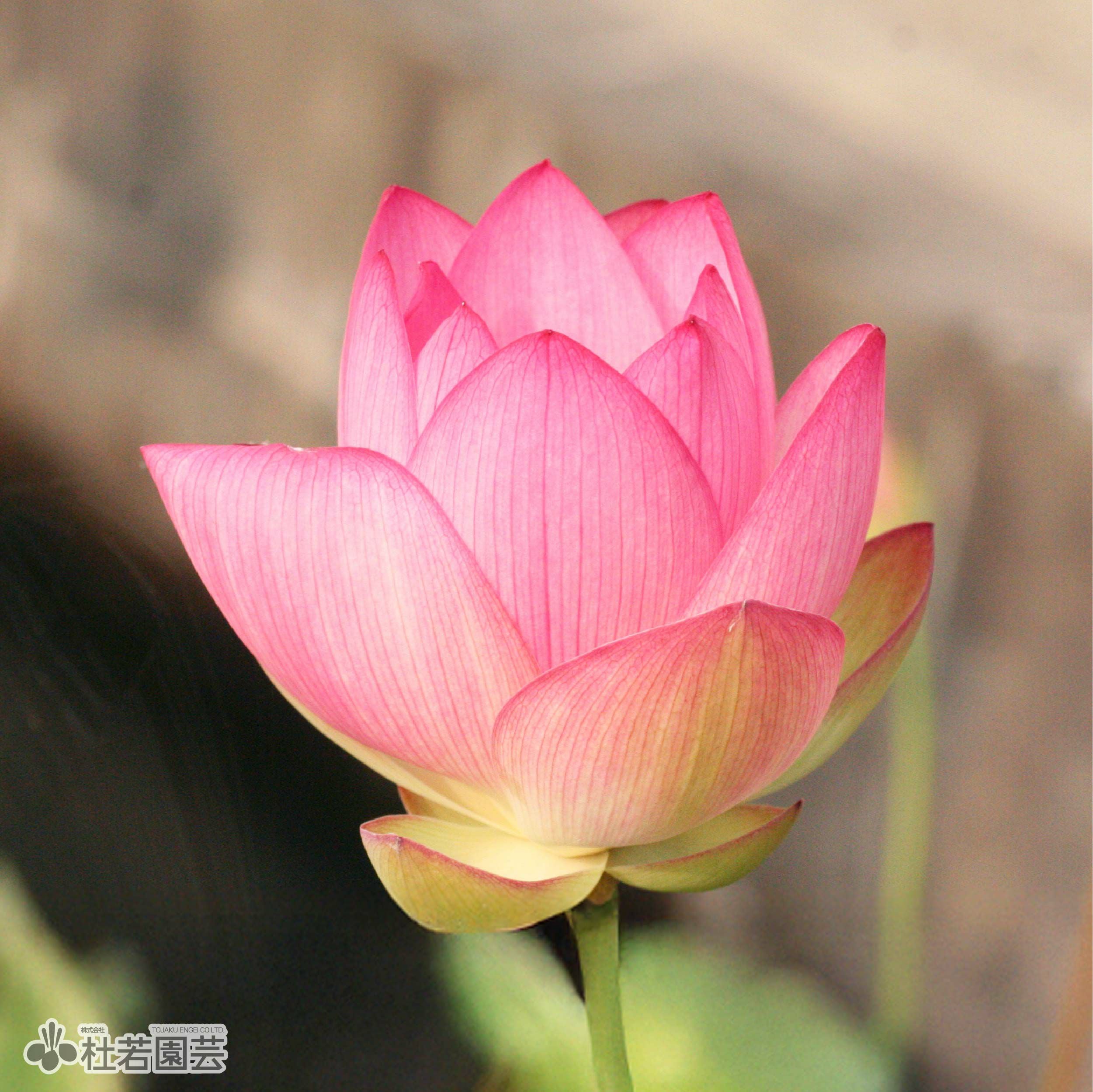 蓮、ハス】 蝶戀花（ちょうれんか）【中・大型種】 | 杜若園芸WEB