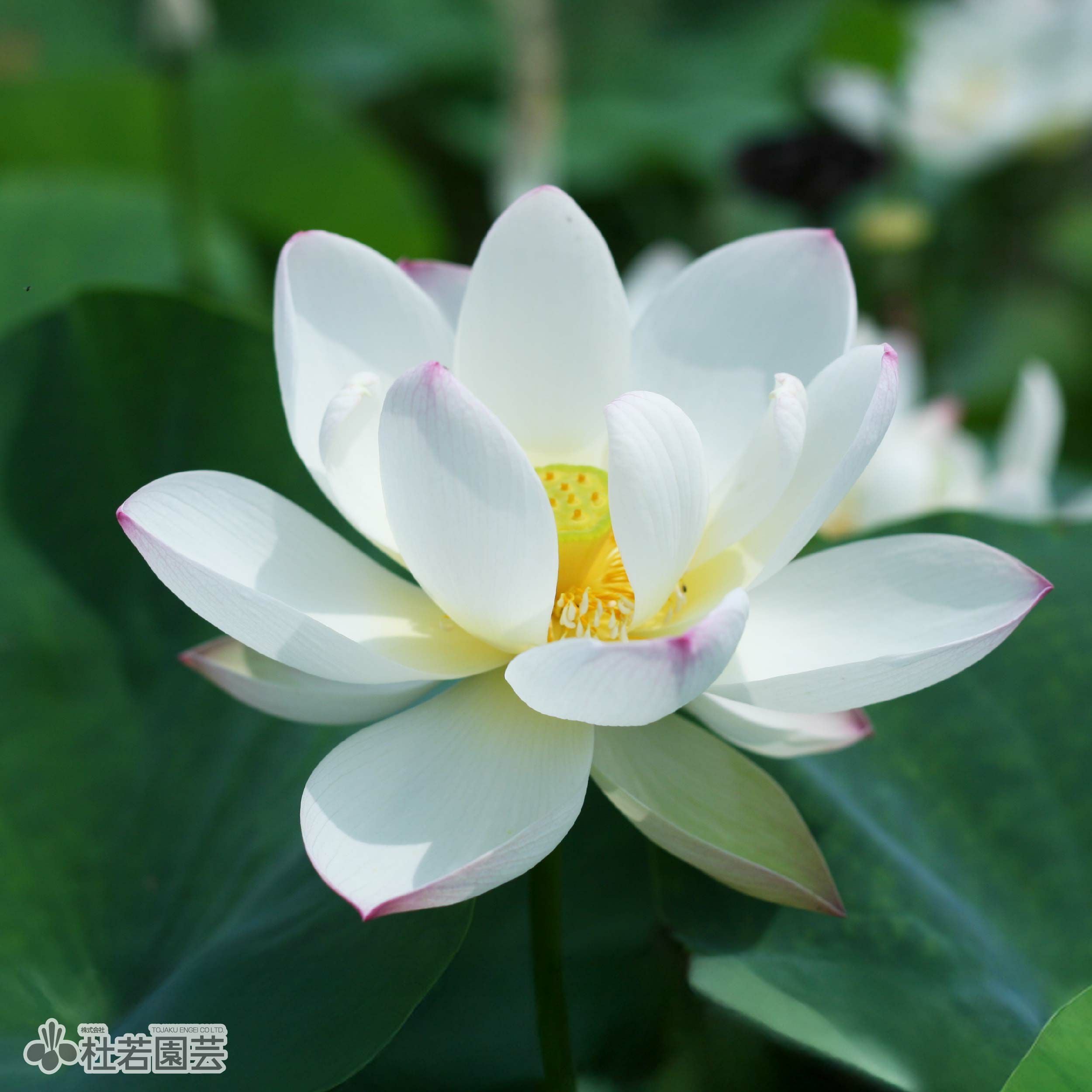 蓮、ハス】 蝶戀花（ちょうれんか）【中・大型種】 | 杜若園芸WEB