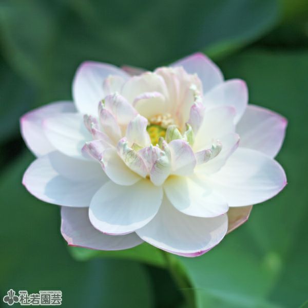 蓮、ハス】高風亮節【中・大型種】 | 杜若園芸WEBショップ｜水草の生産