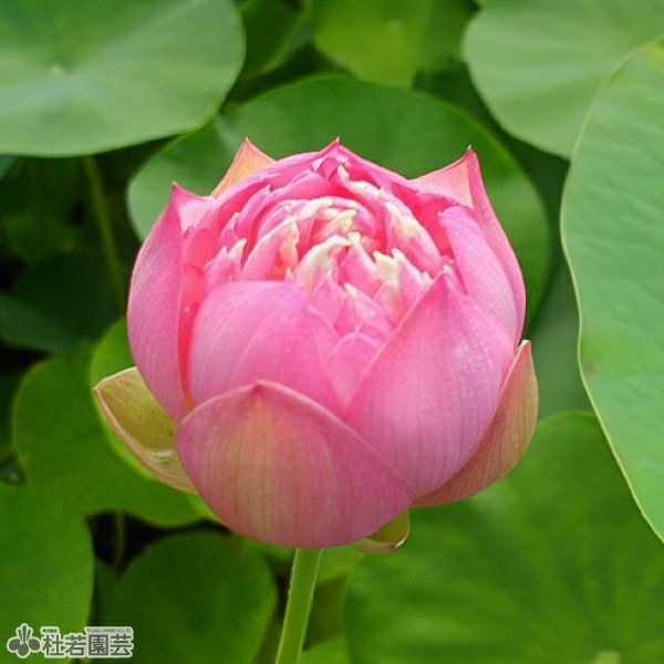 蓮、ハス】俏英（しょうえい）【大型種】 | 杜若園芸WEBショップ