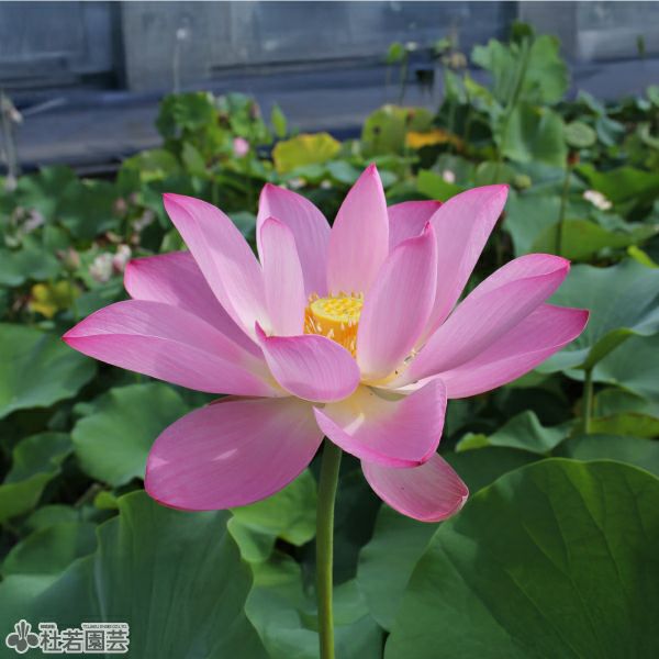 蓮、ハス】法華寺蓮(ほっけじばす)【大型種】 | 杜若園芸WEBショップ