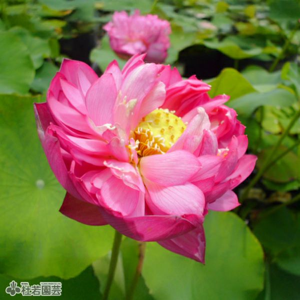 蓮、ハス】羊城碗蓮（ようじょうわんれん）【小型種】 | 杜若園芸WEB