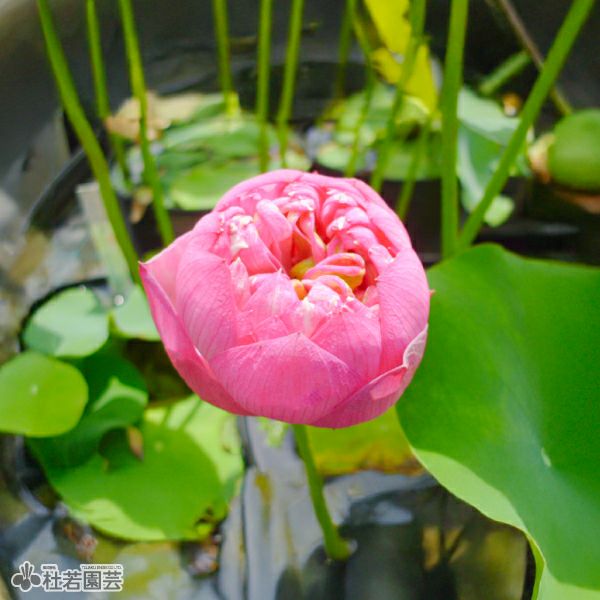 蓮、ハス】玖紅重台(めいこうじゅうだい)【小型種】 | 杜若園芸WEB