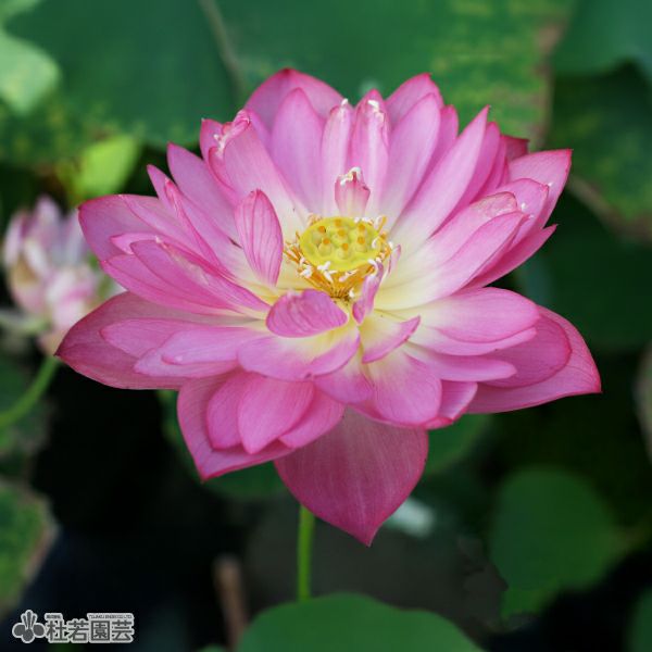 蓮、ハス】紫玉蓮(しぎょくれん）【小型種】 | 杜若園芸WEBショップ