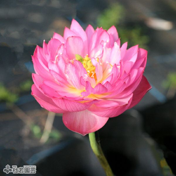蓮、ハス】紫玉蓮(しぎょくれん）【小型種】 | 杜若園芸WEBショップ