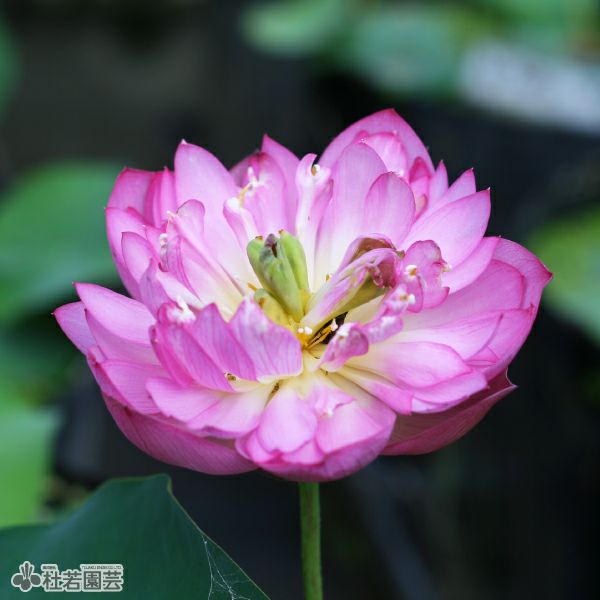 蓮、ハス】紫玉蓮(しぎょくれん）【小型種】 | 杜若園芸WEBショップ