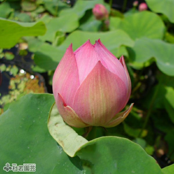 蓮、ハス】紫玉蓮(しぎょくれん）【小型種】 | 杜若園芸WEBショップ