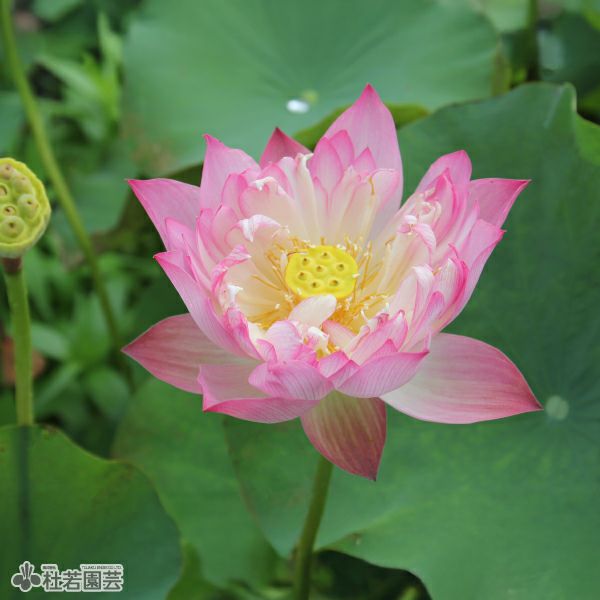 蓮、ハス】爪紅茶碗蓮(つまべにちゃわんばす)【小型種】 | 杜若園芸WEB