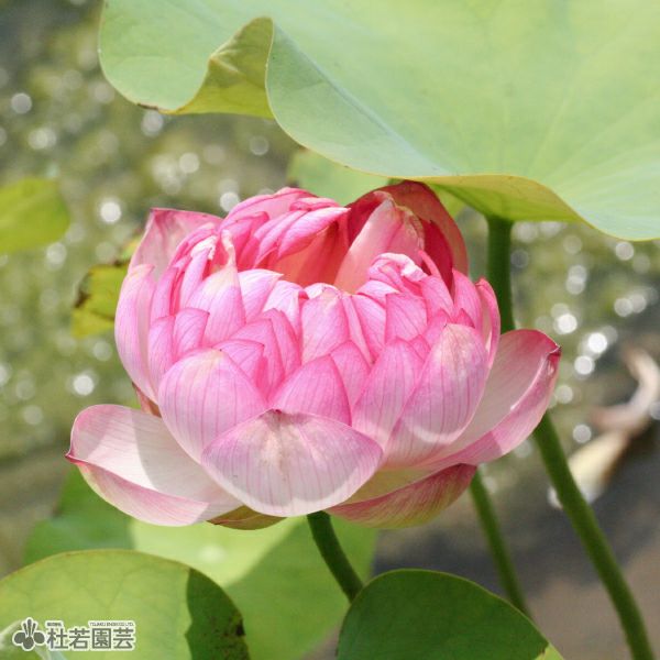 蓮、ハス】紅艶三百重（こうえんさんびゃくえ）【小・中型種】 | 杜若