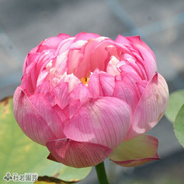 蓮、ハス】紅艶三百重（こうえんさんびゃくえ）【小・中型種】 | 杜若